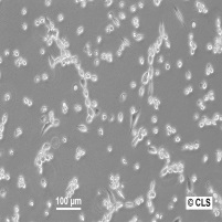 WEHI 164细胞图片